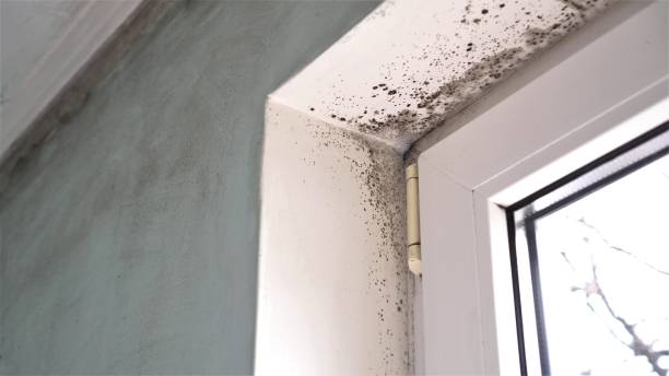 Mold Remediation for Rental Properties in Tularosa, NM