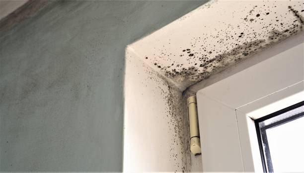 Best Mold Damage Restoration  in Tularosa, NM