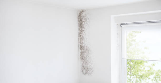  Tularosa, NM Mold Removal Pros