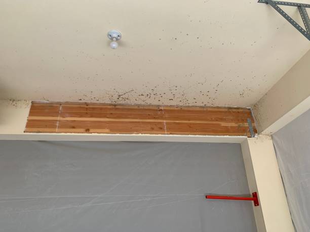 Best Dehumidification Services  in Tularosa, NM