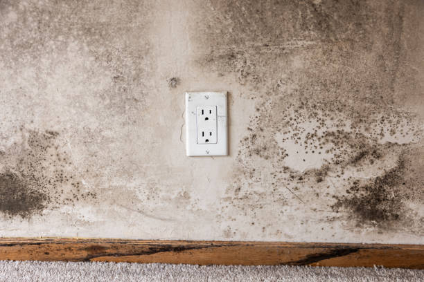 Best Basement Mold Removal  in Tularosa, NM