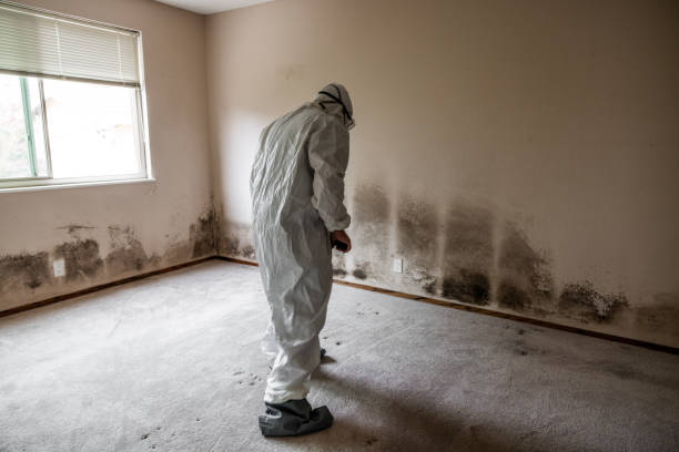 Best Mold Removal for HVAC Installations  in Tularosa, NM