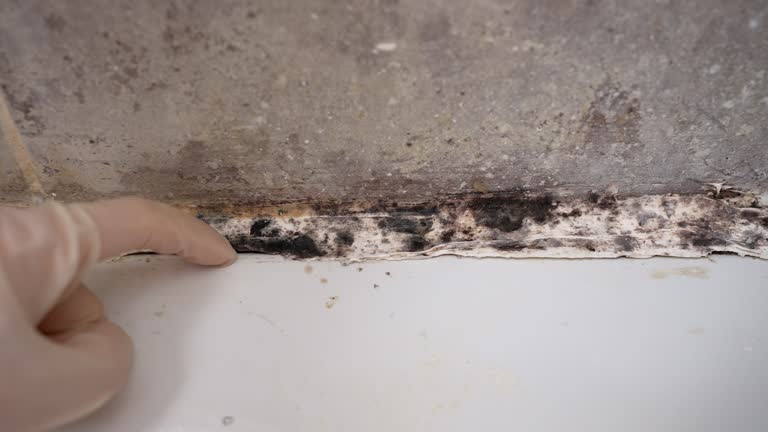 Best Mold Documentation for Insurance Claims  in Tularosa, NM
