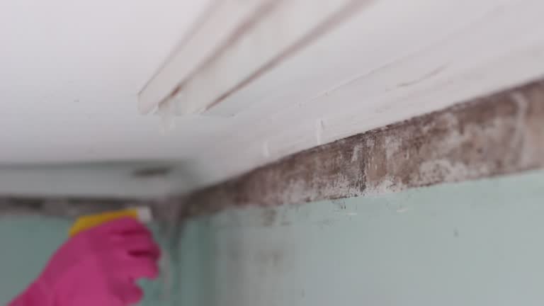 Best Black Mold Removal  in Tularosa, NM