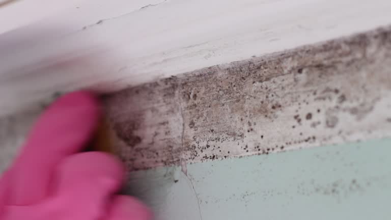 Trusted Tularosa, NM Mold Removal Experts
